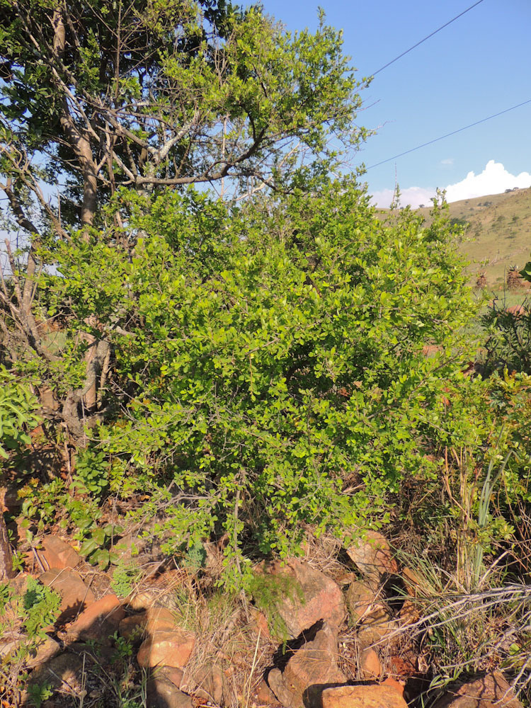 Small-Leaved Cocainetree