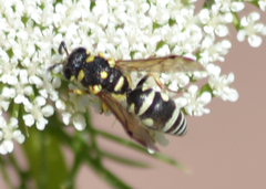 Stenodynerus anormis