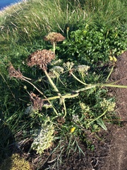 Daucus carota gummifer