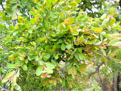 Erythroxylum delagoense