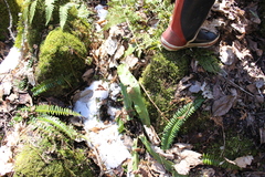 Asplenium scolopendrium americanum