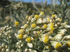 Helichrysum bachmannii