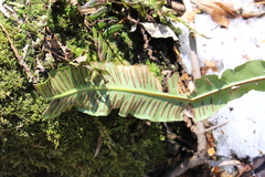 Asplenium scolopendrium americanum