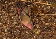 Lagonosticta senegala rendalli