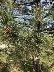 Pinus