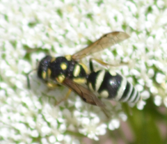 Stenodynerus anormis