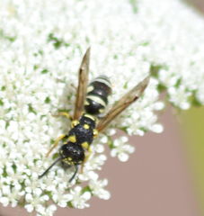 Stenodynerus anormis