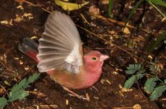 Lagonosticta senegala rendalli