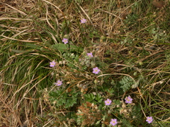 Spergularia rupicola