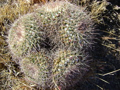 Mammillaria wagneriana