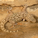 Moorish Gecko - Photo (c) Roberto Sindaco, some rights reserved (CC BY-NC-SA), uploaded by Roberto Sindaco