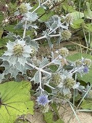 Eryngium maritimum