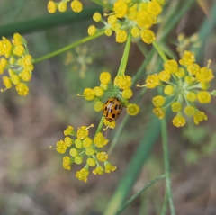 Propylea quatuordecimpunctata
