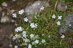 Heliosperma pusillum