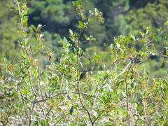 Searsia pyroides pyroides