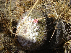 Mammillaria wagneriana
