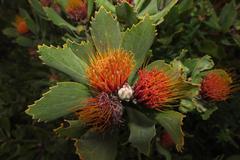 Leucospermum mundii