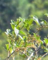 Searsia pyroides pyroides