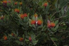 Leucospermum mundii