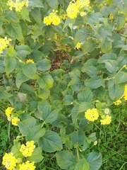 Lantana camara