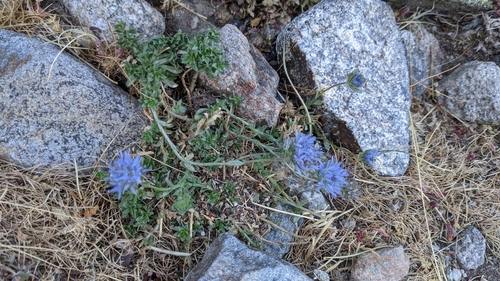 Image of Jasione crispa by (c) Javier Eusamio, some rights reserved (CC BY)