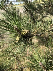 Pinus