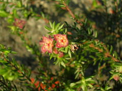 Lachnaea pudens