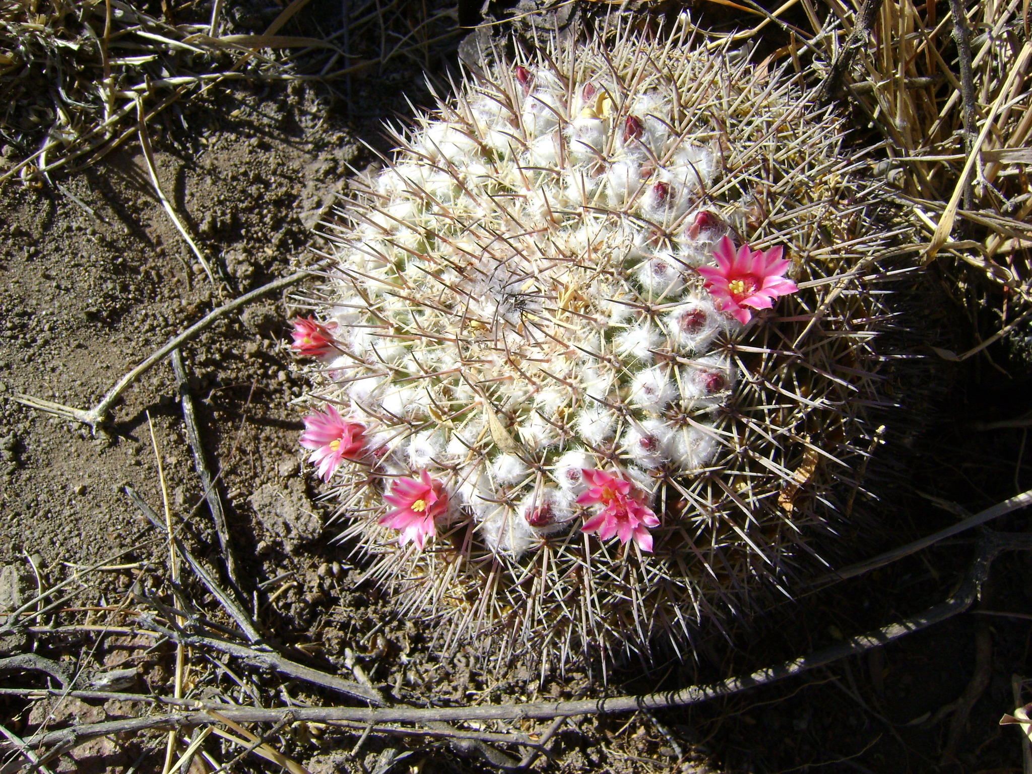 Mammillaria wagneriana  iNaturalist
