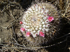 Mammillaria wagneriana