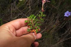 Pelargonium ternatum