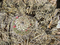 Mammillaria wagneriana