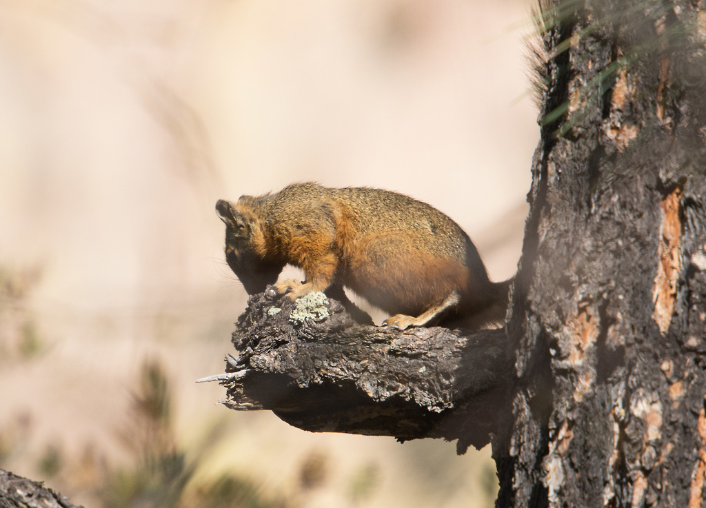 Chiricahua Nayarit squirrel