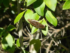 Eurytela hiarbas angustata