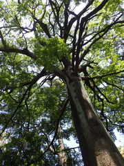 Ceiba crispiflora