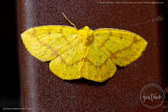 Periclina