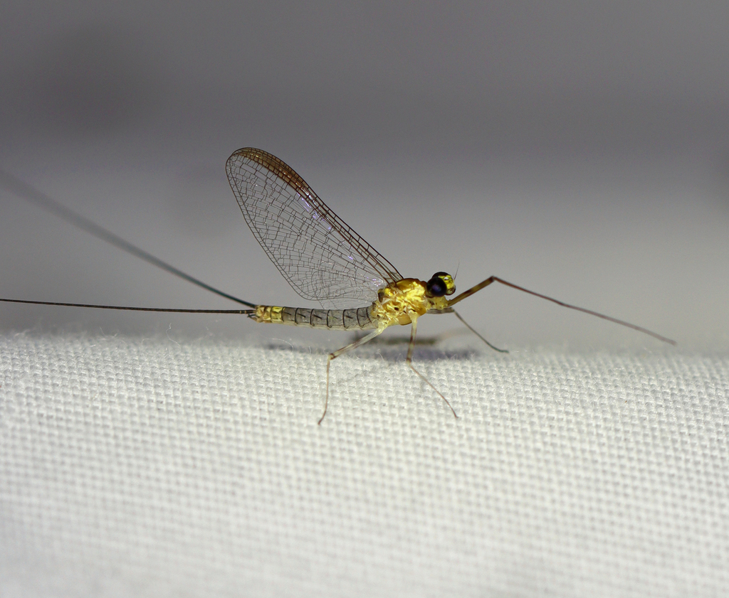 Margined Flat-headed Mayfly