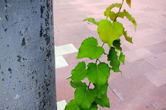 Populus tremula