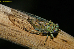 Neocicada hieroglyphica