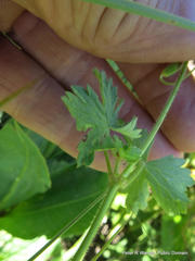 Geranium schlechteri