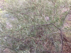 Rhamnus lycioides