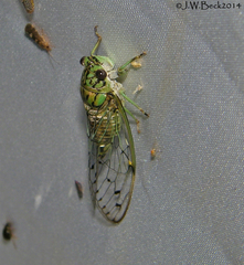 Neocicada hieroglyphica