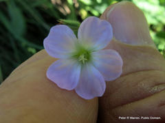 Geranium schlechteri