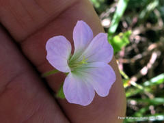 Geranium schlechteri