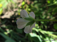 Geranium schlechteri