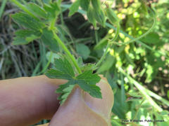 Geranium schlechteri
