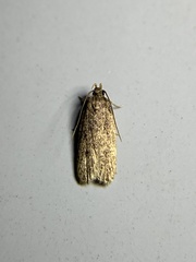Glyphidocera juniperella