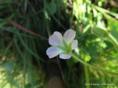 Geranium schlechteri
