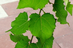Populus tremula