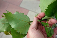 Populus tremula