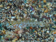 Vanneaugobius canariensis